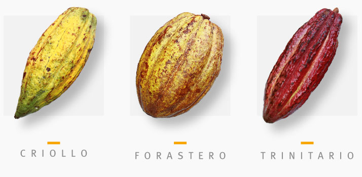 Cacao Forastero, Criollo 
