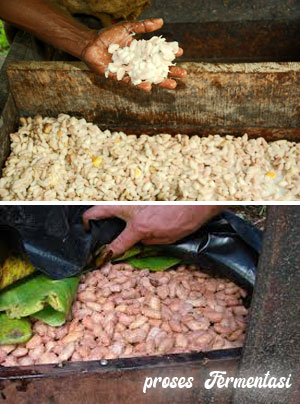 Proses fermentasi biji coklat